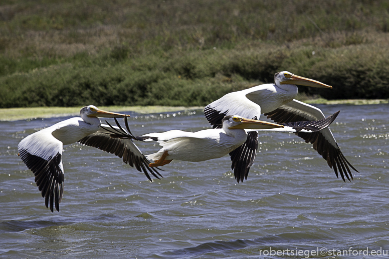 white pelicans